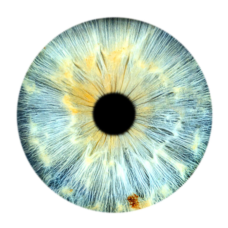 Tammy's Iris - Transparent Background