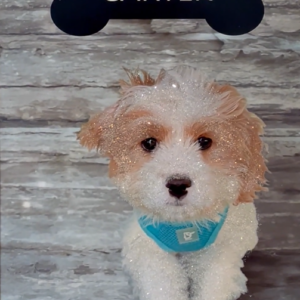 Glitter Prints for your Pets